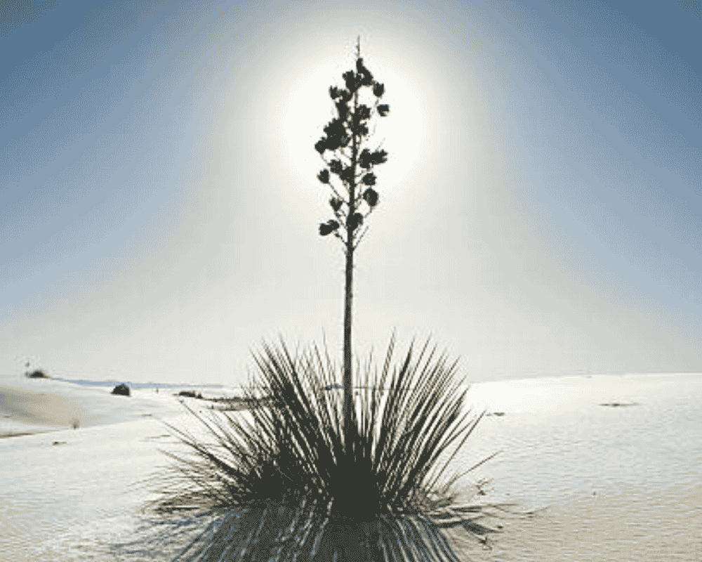 Yucca na sněhu min